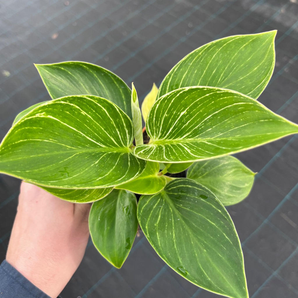 Philodendron ‘Birkin’ (White Wave Philodendron)