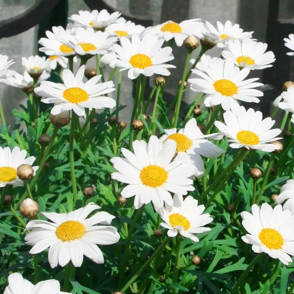 Argyranthemum Frutescens 'Polly' (Marguerite Daisy)