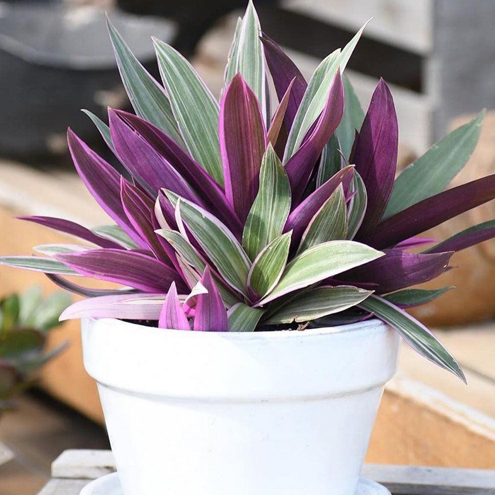 Tradescantia spathacea ‘Stripe Me Pink’ (Variegated Rhoeo)