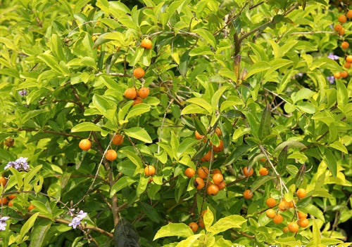 Duranta erecta Sheena’s Gold (Sheena’s Gold)