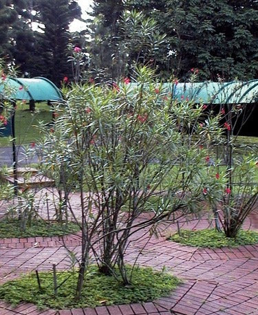 Nerium oleander Delphine (Oleander)