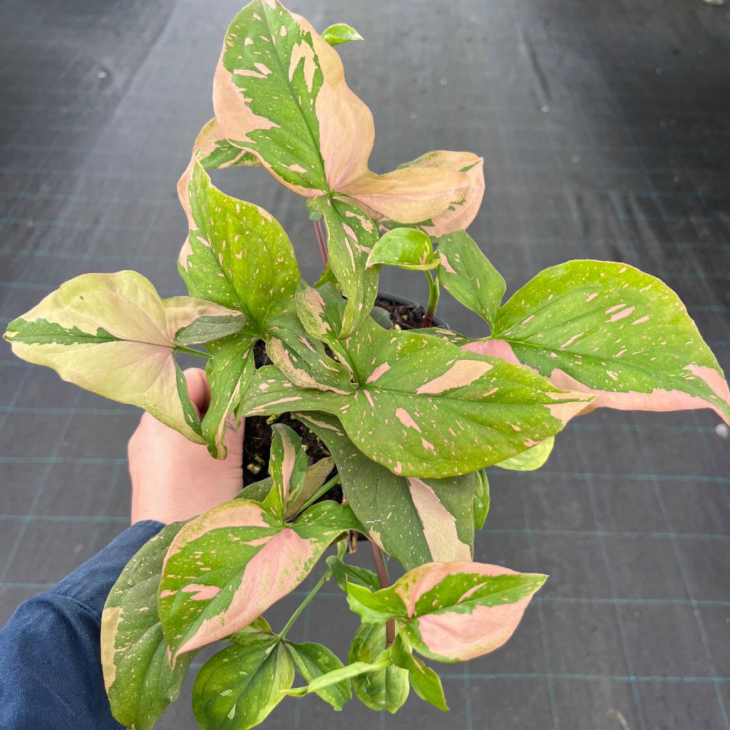 Syngonium ‘Pink Bits’ (Pink Arrowhead Vine)