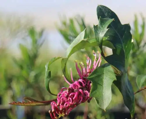 Grevillea 'Bedspread' (Grevillea Bedspread)