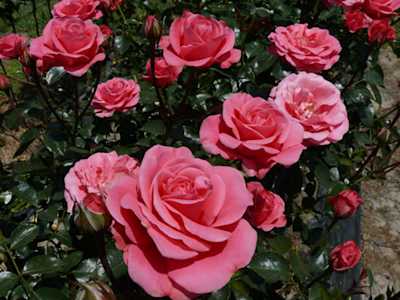 Rosa 'Bella Rose' (Bella Rose Standard Rose)