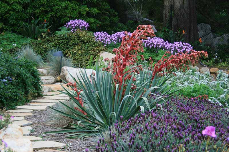 Beschorneria Yuccoides (Mexican Lily / False Yucca)