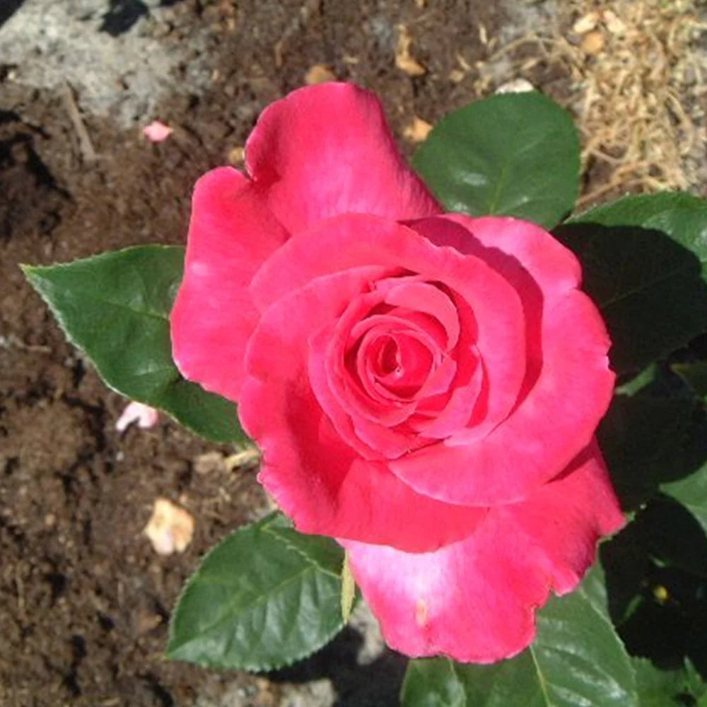 Rosa ‘Best Friend’ (Best Friend Hybrid Tea Rose)