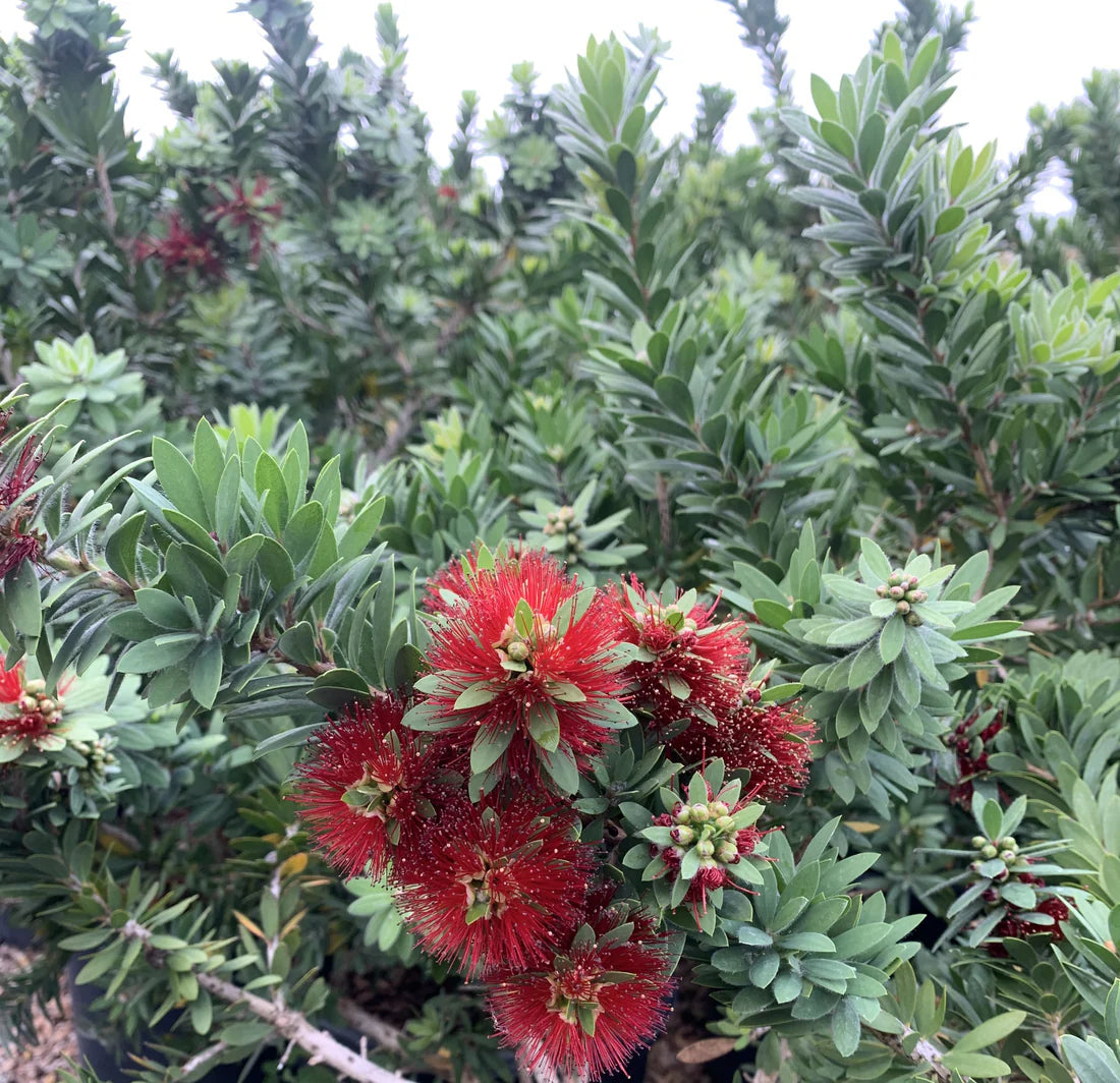 Callistemon viminalis ‘LJ1’ Better John™ (Dwarf Bottlebrush)
