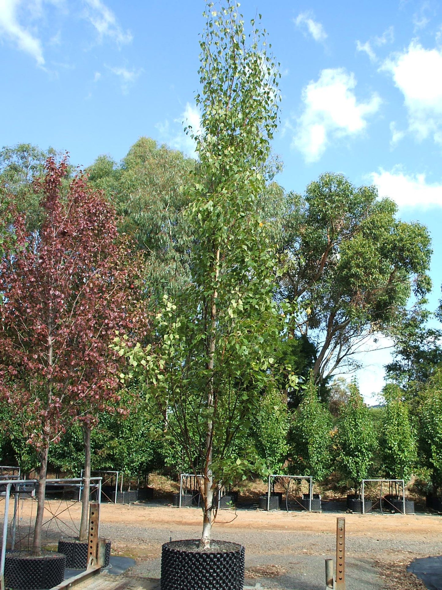 Betula pendula 'Fastigiata' (Upright Silver Birch)