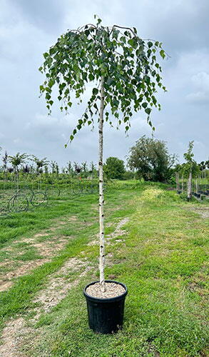 Betula pendula 'Youngii' (Young's Weeping Birch)