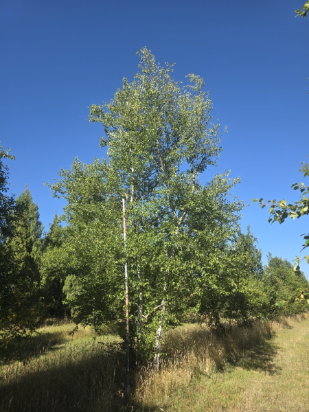 Betula Pendula Alba Copse (Silver Birch)