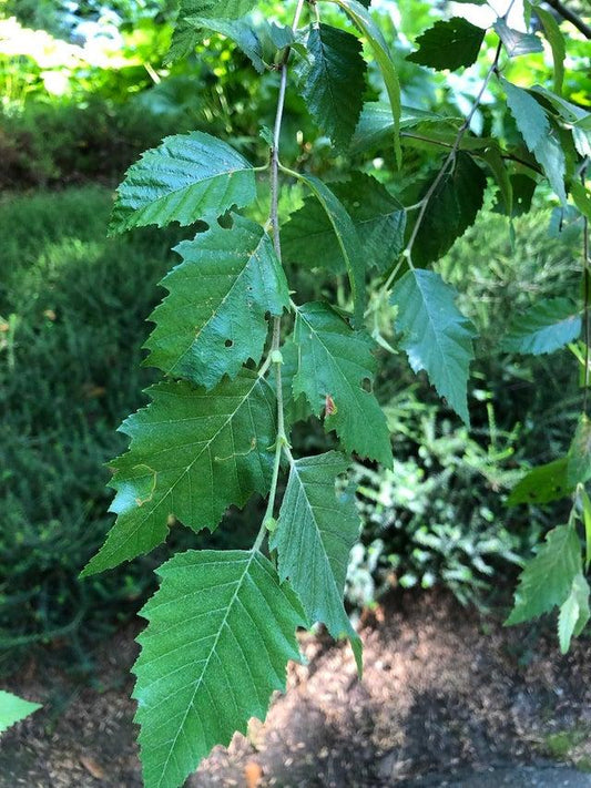 Betula nigra ‘Dura Heat’