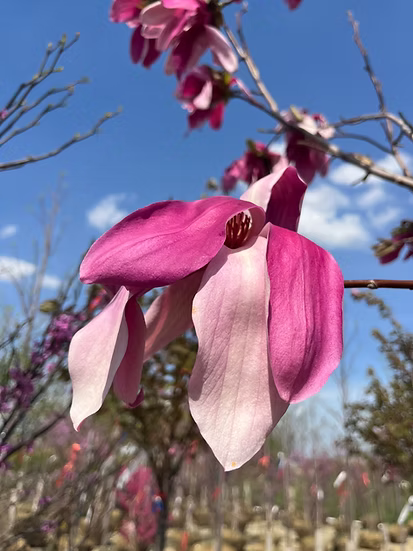 Magnolia ‘NCMX1 Mercury’