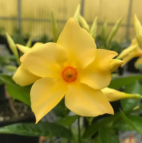 Mandevilla ‘Sun Parasol® Gold’ (Yellow Dipladenia)