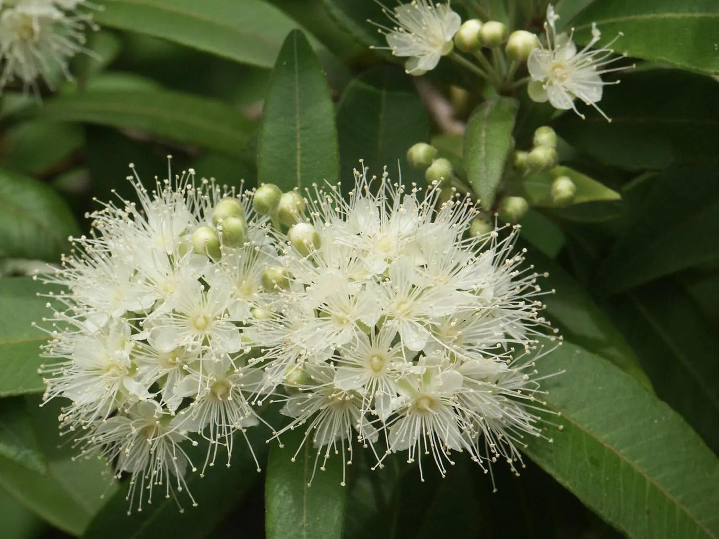 Backhousia Citriodora (Lemon Myrtle)