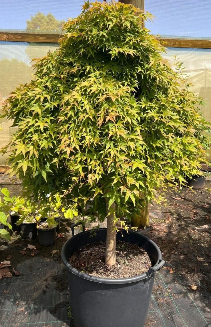 Acer Palmatum ‘Nishiki Fountain’ (Nishiki Fountain Japanese Maple)