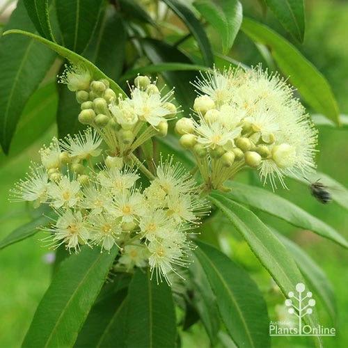 Backhousia Citriodora (Lemon Myrtle)