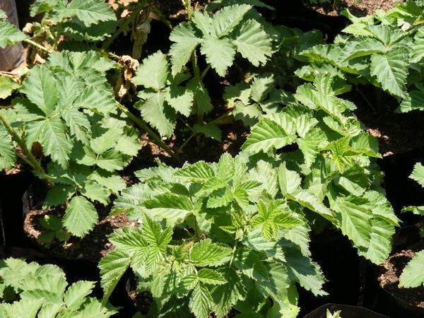 Youngberry (Rubus ursinus)