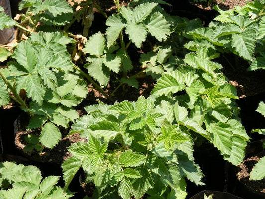 Youngberry (Rubus ursinus)