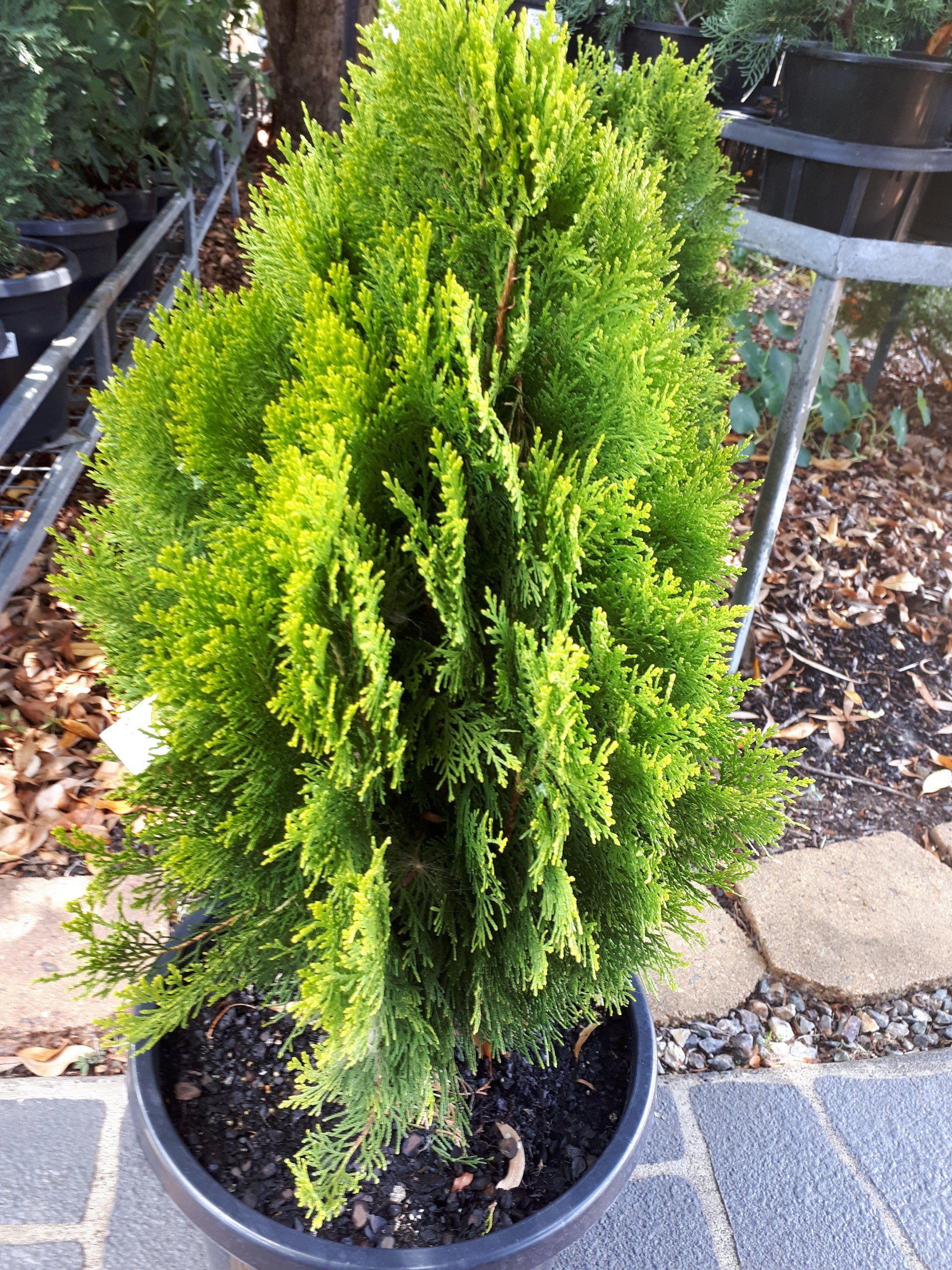 Thuja Orientalis 'Morgan' (Morganii Oriental Arborvitae)