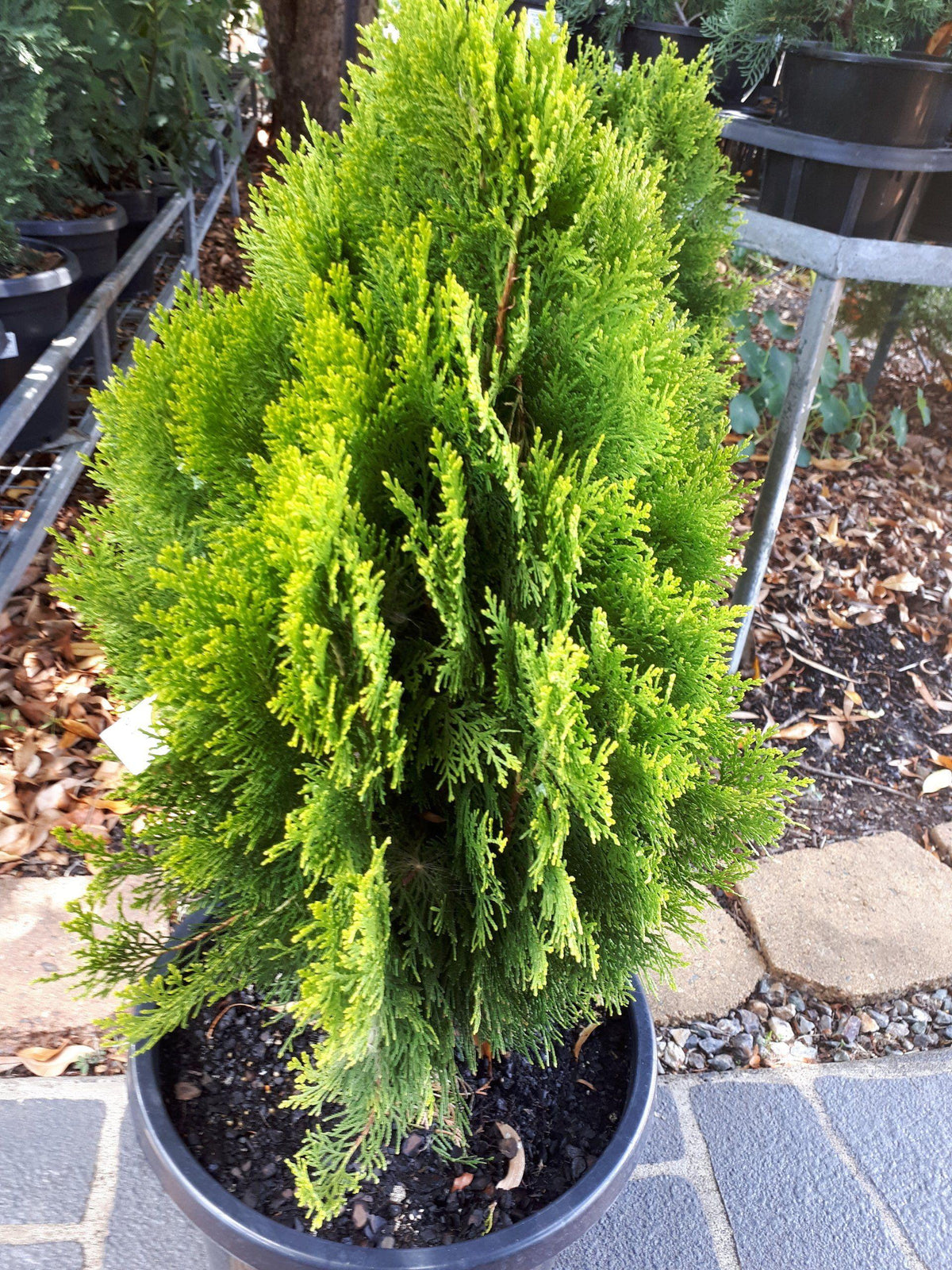 Thuja Orientalis 'Morgan' (Morganii Oriental Arborvitae)