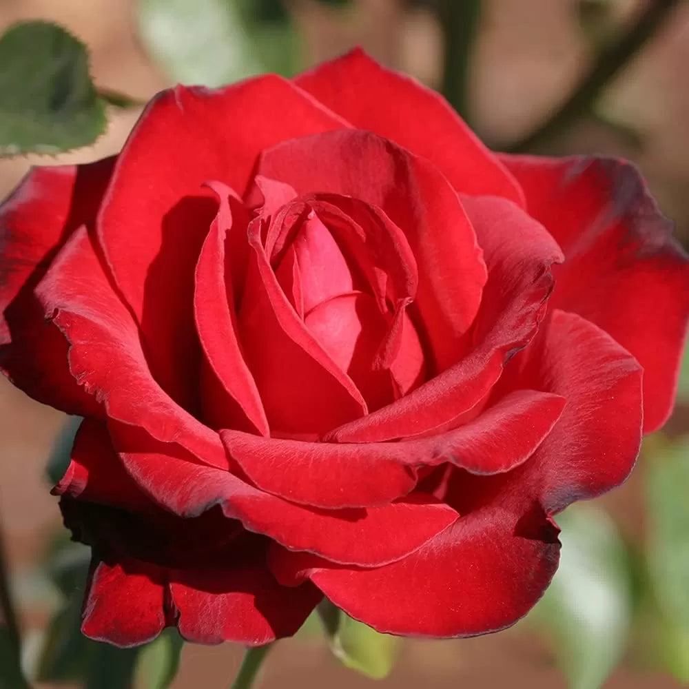Rosa ‘Black Beauty’ (Hybrid Tea Rose)
