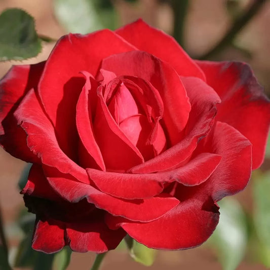 Rosa ‘Black Beauty’ (Hybrid Tea Rose)