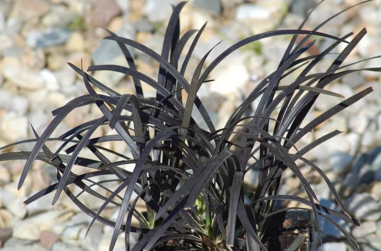 Ophiopogon planiscapus ‘Nigrescens’ (Black Mondo Grass)