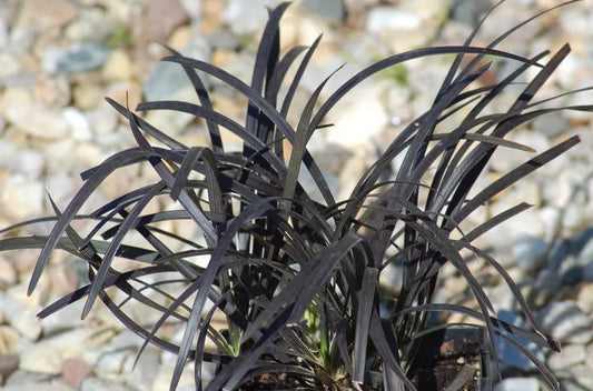 Ophiopogon Planiscapus ‘Nigrescens’ (Black Mondo Grass)