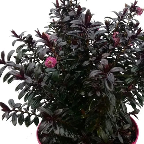 Hebe 'Black Satin'