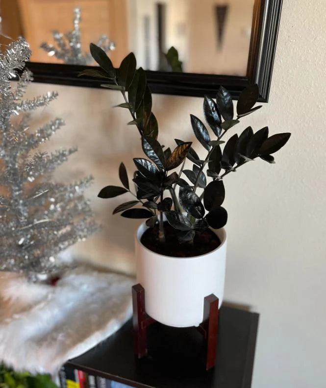 Zamioculcas zamiifolia Raven Black ZZ Plant
