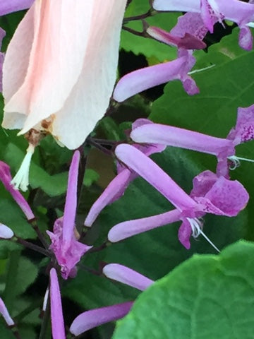 Plectranthus Hybridus 'Cape Angels Pink' (Cape Angels Pink Plectranthus)