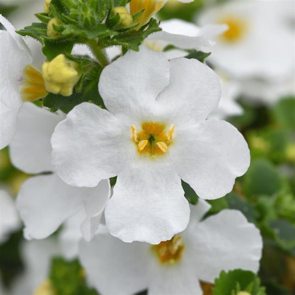 Sutera cordata 'MegaCopa™ Versa White' (Bacopa MegaCopa™ Versa White)