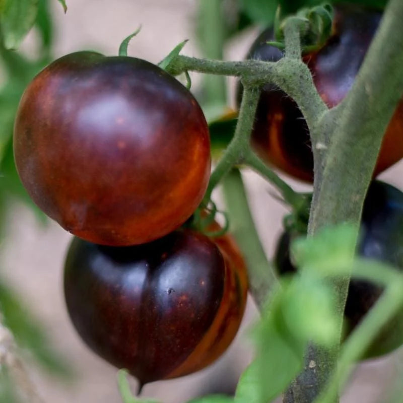 Solanum Lycopersicum 'Blue Beauty' (Blue Beauty Tomato)