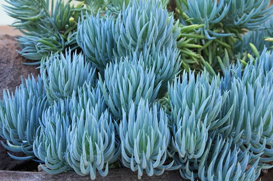 Senecio serpens (Blue Chalk Sticks)