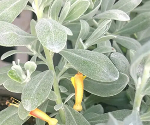 Eremophila glabra prostrate 'Blue Horizon™' (Blue Horizon Emu Bush)