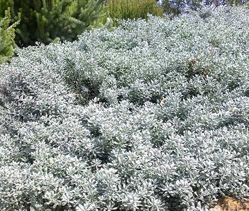 Eremophila glabra prostrate 'Blue Horizon™' (Blue Horizon Emu Bush)