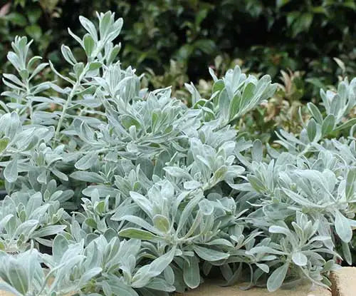 Eremophila glabra prostrate 'Blue Horizon™' (Blue Horizon Emu Bush)