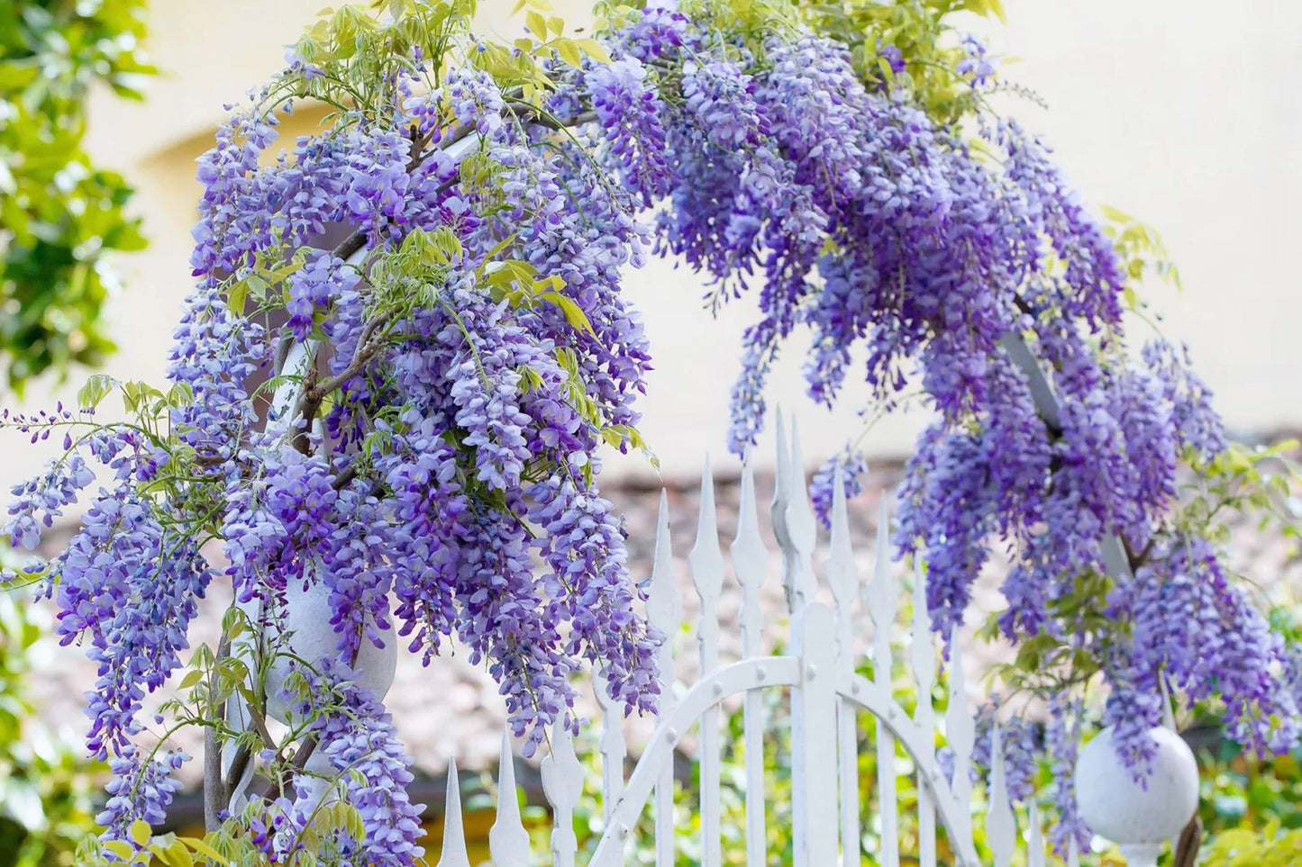 Wisteria sinensis ‘Blue’ (Blue Chinese Wisteria)