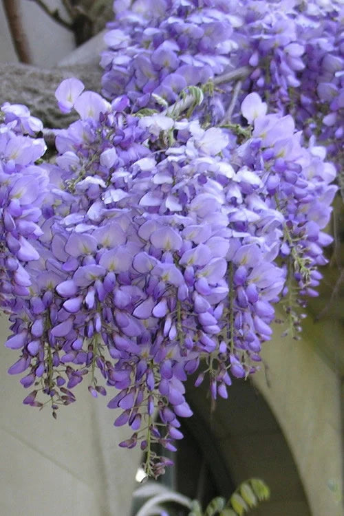 Wisteria sinensis ‘Blue’ (Blue Chinese Wisteria)