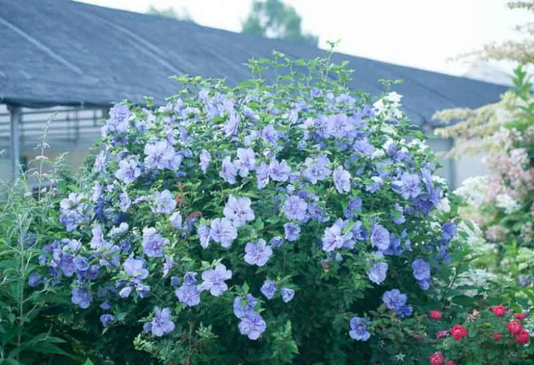 Hibiscus Syriacus 'Single Blue'