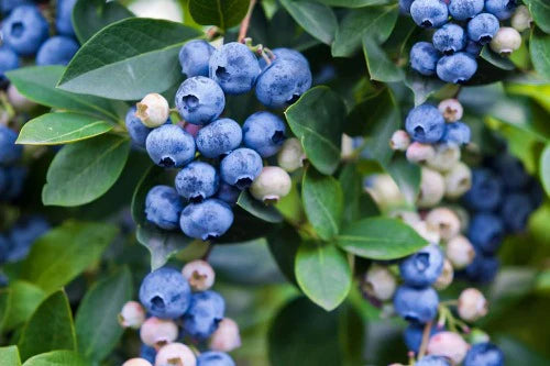 Vaccinium spp. (Blueberry Vitality)