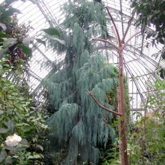 Cupressus cashmeriana ‘Blue Cascade’ – Blue Cascade Cypress