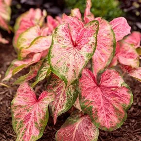 Caladium ‘Amber Flame’ (Fancy-Leaf Caladium)