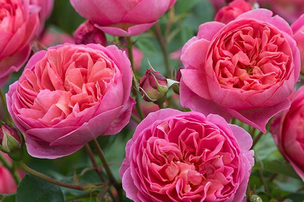 Rosa ‘Boscobel’ (Auscousin) (David Austin English Rose)