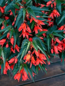 Begonia ‘Bossa Nova Mix’ (Hanging Basket Begonia)