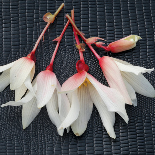Begonia boliviensis ‘Bossa Nova White’ (Trailing Begonia)