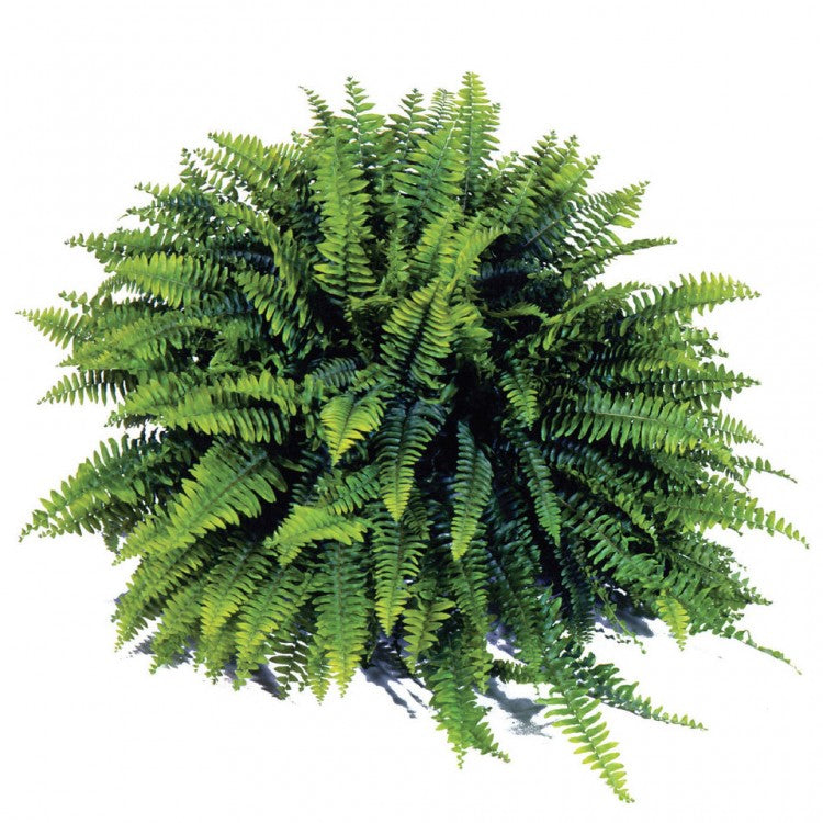 Nephrolepis exaltata ‘Blue Bell’ (Boston Fern)