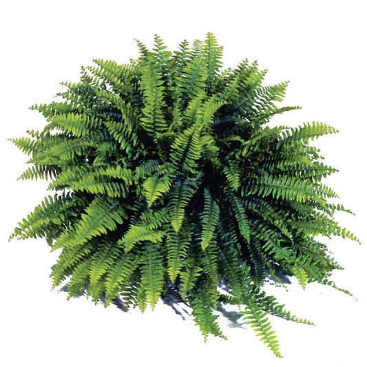 Nephrolepis exaltata ‘Blue Bell’ (Boston Fern)