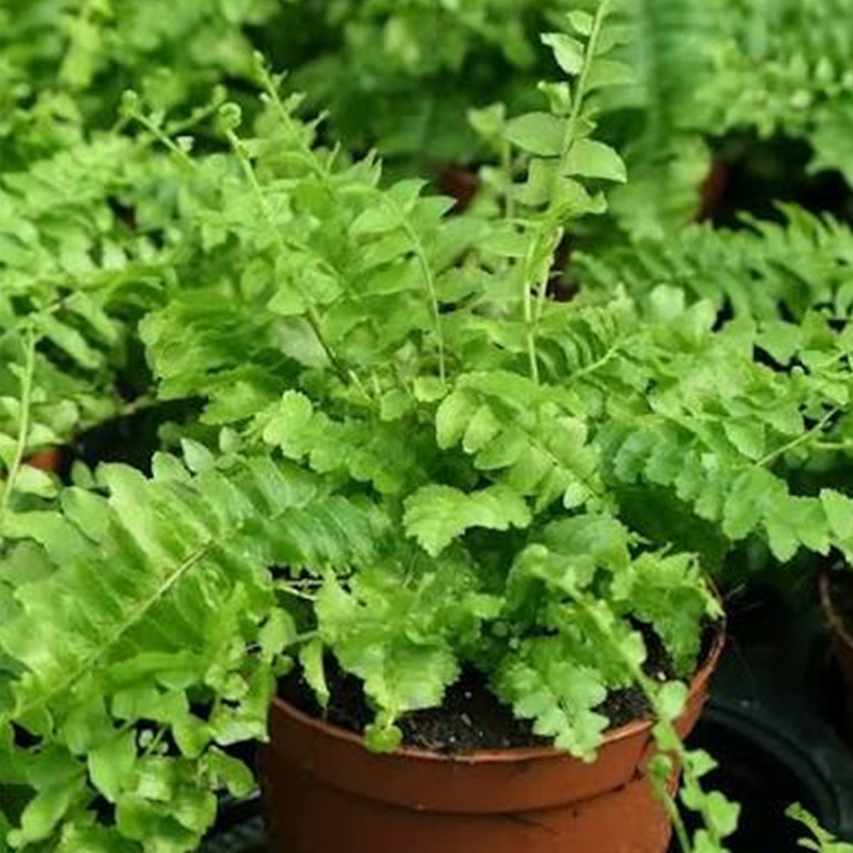 Nephrolepis Exaltata 'Montana' (Montana Boston Fern) Hanging Basket