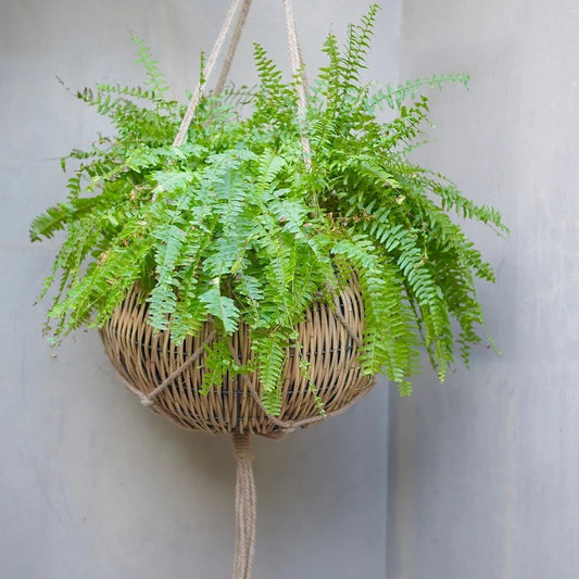 Nephrolepis Exaltata (Boston Fern) - Hanging Basket